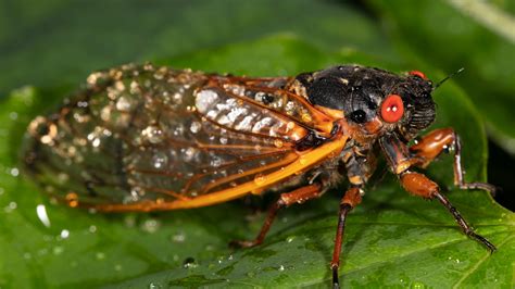 Nature: Brood X cicada emergence a 17-year-wonder