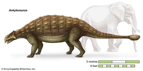 Ankylosaurus | Size, Diet, & Facts | Britannica