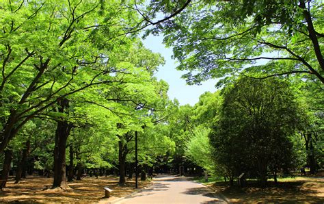 Yoyogi Park | Travel Japan - Japan National Tourism Organization ...