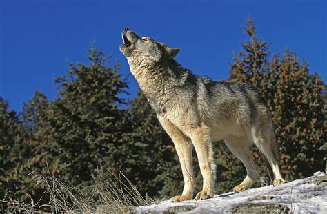 North American Grey Wolf Photograph by Gerard Lacz