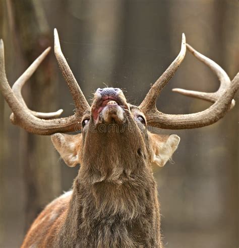 Spotted Deer stock image. Image of animals, herbivore - 30584089