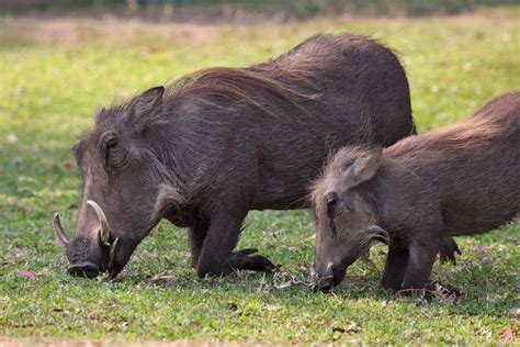 Gorilla Cousins Rwanda: Warthog; The Deadly Prey for giant African ...