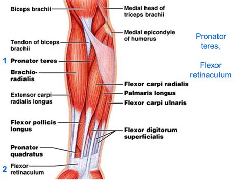 Muscle/Group:Forearm:Flexor compartment superficial layer:Pronator ...