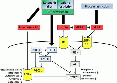 How To Get Into Ketosis For Optimal Cognitive Performance - Selfhacked