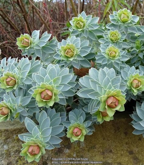 Euphorbia myrsinites; I'll squeeze these in with the lavenders so that ...