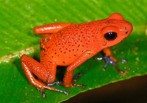 Strawberry poison-dart frog - Wikipedia