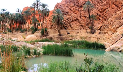 The largest oasis in the world is in Morocco - Seven Senses