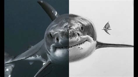 Great White Shark Drawing Tutorial