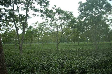 Certified Tea Gardens In West Bengal - Narendra Tea Company