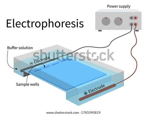 Gel Electrophoresis Stock Photos and Pictures - 850 Images | Shutterstock