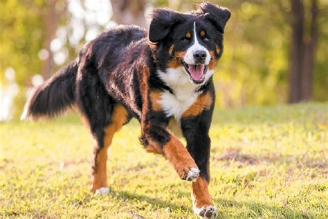 8 Things to Know About the Bernese Mountain Dog