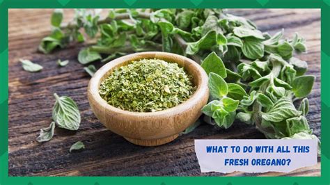 What To Do with All This Fresh Oregano? - Farmer Grows