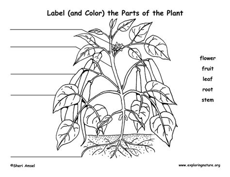 Label the Parts of the Plant (Elementary)