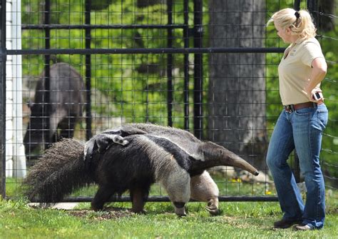 Giant Anteater Size