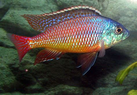 Red Empress | Cichlids, Aquarium fish, African cichlid aquarium