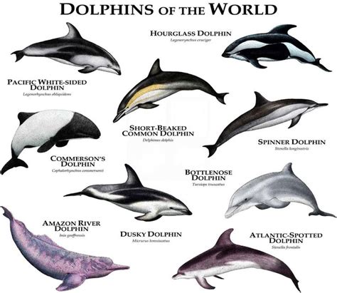 Dolphins of the World Poster Print | Etsy in 2021 | Sea animals ...