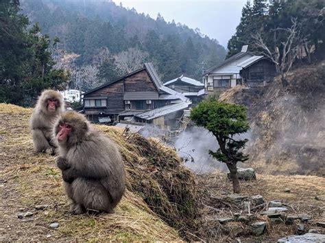 Photoblog: Jigokudani Monkey Park in April 2022 - SNOW MONKEY RESORTS