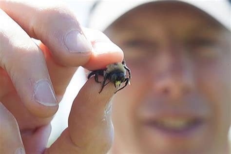 Pesticides harm wild bees, pollination in N.Y. orchard crops