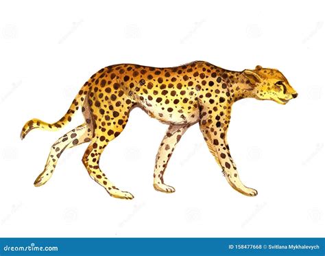 Cheetah Watercolor Illustration Isolated on White Background Stock ...