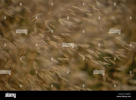 Colours of Ness Gardens in Cheshire Stock Photo - Alamy