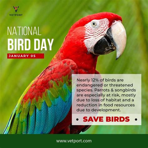 National Bird Day 2019 | National bird, Veterinary, Bird