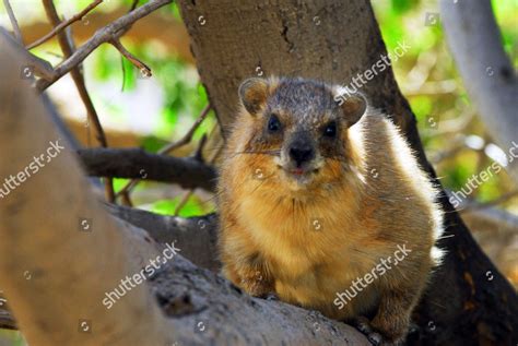 Rock Hyrax His Natural Habitat Israel Editorial Stock Photo - Stock ...