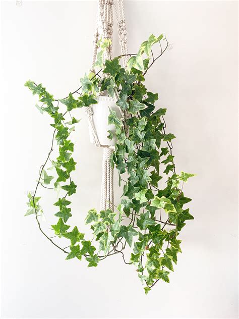 Indoor climbing and trailing plants that are easy to care for – Artofit