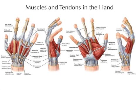 Hands structure, function, bones, nerves, muscles & anatomy | Muscle ...