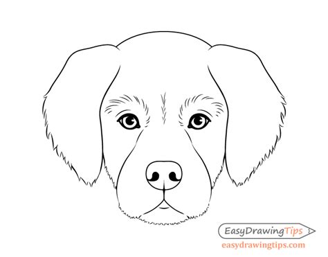 Droll Outline Golden Retriever Face Drawing - l2sanpiero