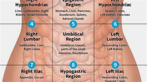 Four Abdominal Quadrants And Nine Abdominal Regions Anatomy, 41% OFF