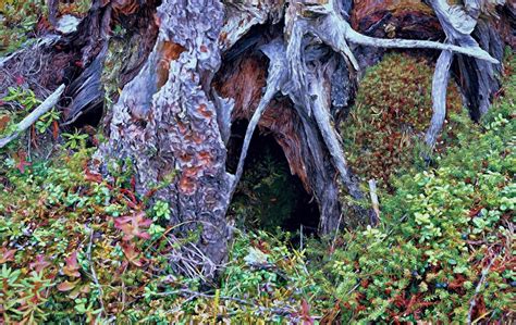 9 Natural Shelters To Look For When Bugging Out - Survivalized