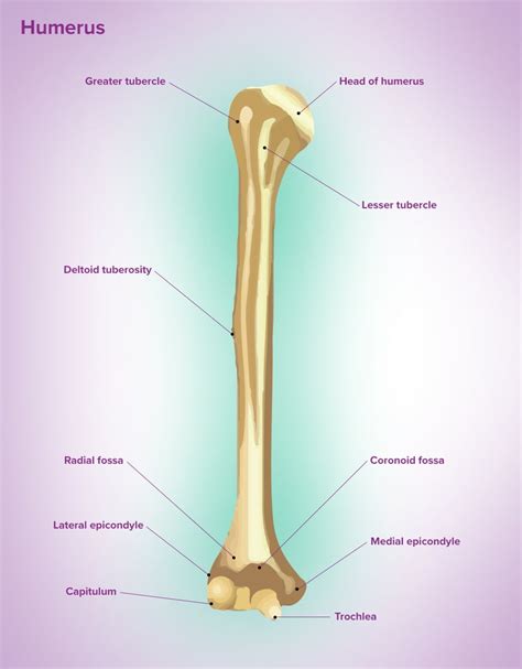 Lateral Epicondyle of the Humerus - Bio Lexicon