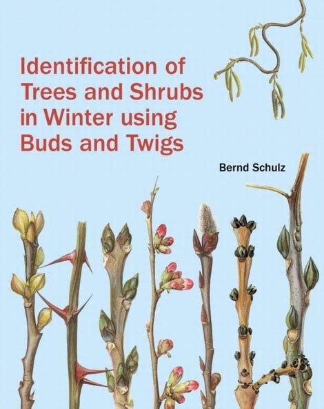 Identification of Trees and Shrubs in Winter Using Buds and Twigs £50. ...