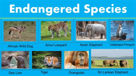 Animals Endangered Species List - GrammarVocab