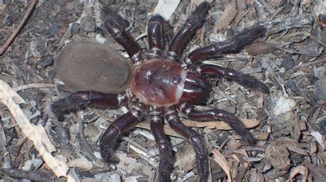 Trapdoor spider: New giant species found in Australia - BBC News