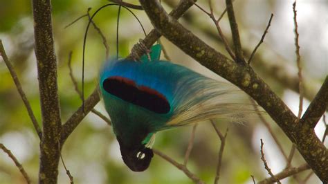 Blue Bird-of-paradise Paradisornis rudolphi – Palm Oil Detectives