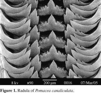 Radula - Alchetron, The Free Social Encyclopedia