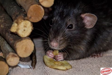 IMG_10184 Radar with banana Chip-1 | Pet rats, Brown rat, Fancy rat