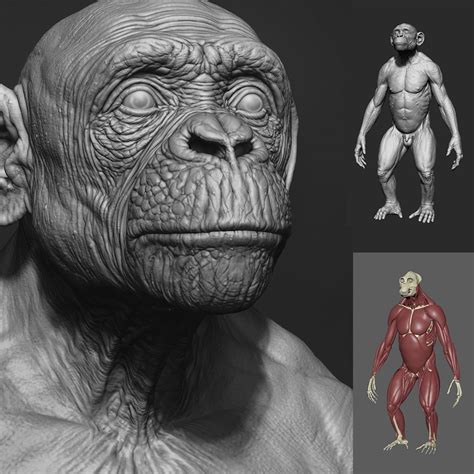 Chimpanzee Muscle Structure