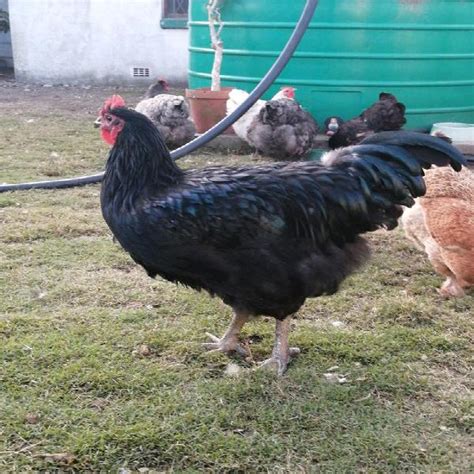 Australop roosters in Port Elizabeth | Clasf animals