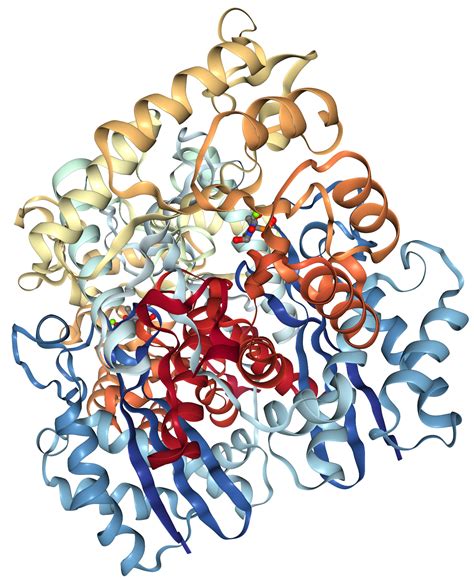 Enolase 2/ENO2 Protein Overview | Sino Biological