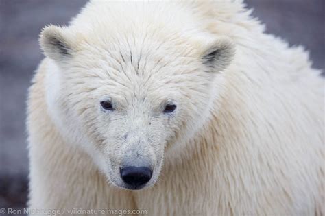 Polar Bear, Alaska | Photos by Ron Niebrugge