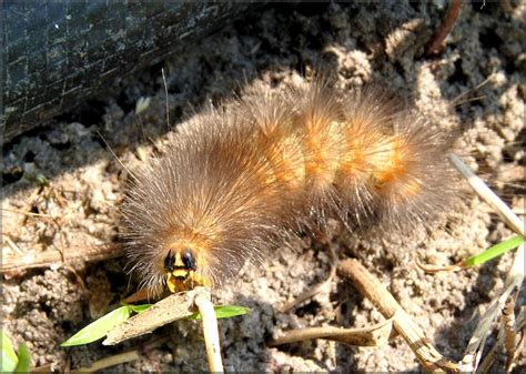 Virginia Tiger Moth [Spilosoma virginica] Caterpillar (probable)