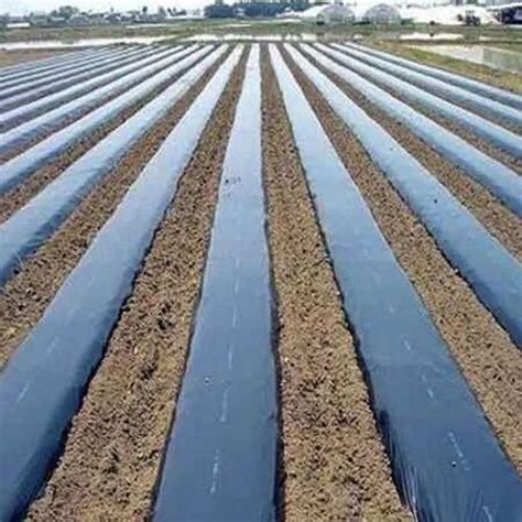 Agriculture Plastic Mulch Film at Rs 145/kilogram | Agriculture Mulch ...