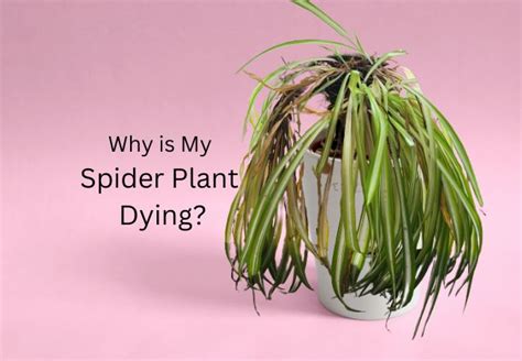 Why is My Spider Plant Dying: Causes and Solutions - Multigardening