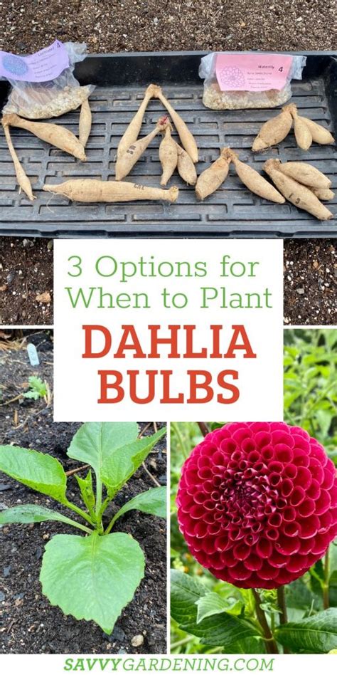 When to Plant Dahlia Bulbs: 3 Options for Lots of Beautiful Blooms