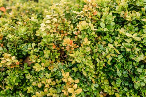 How to Grow and Care for Boxwood (Box) Shrubs