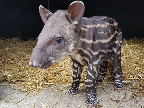 An adorable baby Tapir has been born - Newquay Zoo