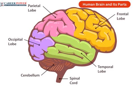 Human Brain Diagram, Parts and Functions