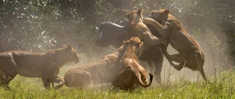 WILD LIFE: lions-hunting